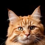 Profile picture of plasaracab1975